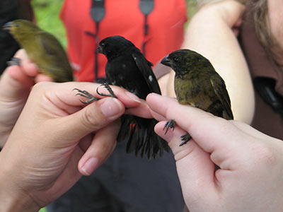 Banding local birds for study