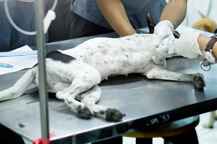 dog laying on operating table in clinic with veterinarians surrounding table