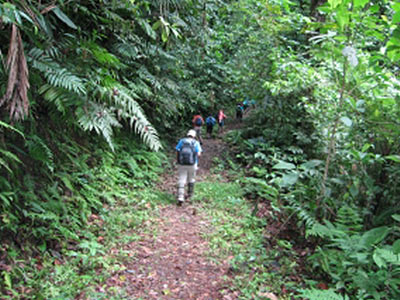 Participants hiking the El Yunque tropical rainforest