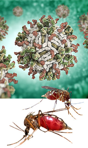 mosquito and molecular makeup of dengue disease