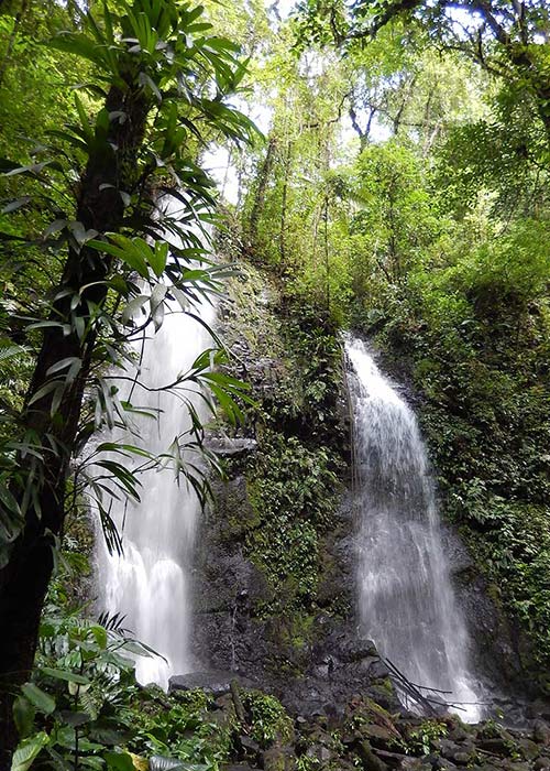 Twin Falls in the Soltis Center rainforest