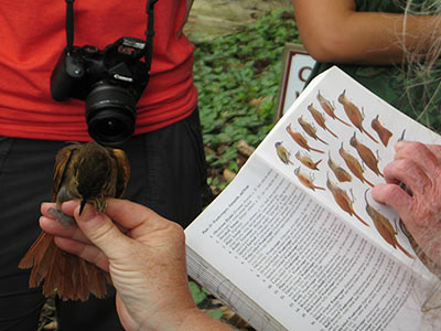 Identifying local birds