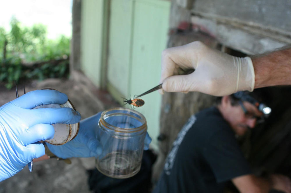 capturing triatomine bug to test for Chagas disease