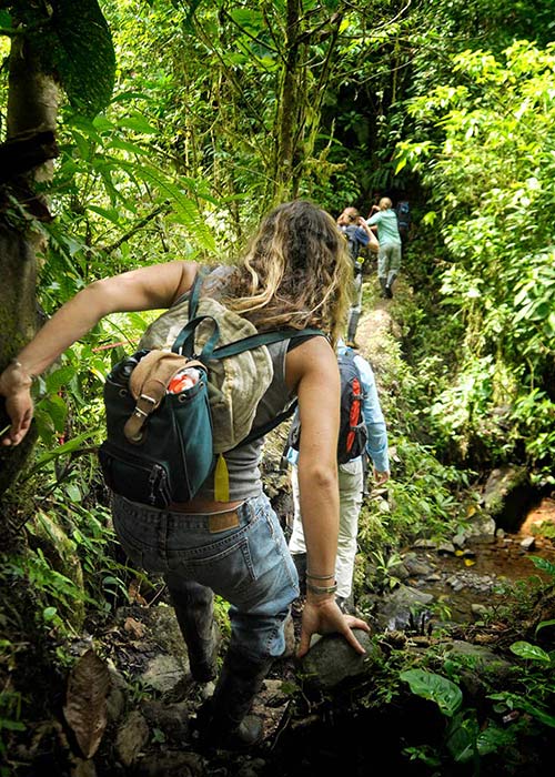 hiking in the rainforest