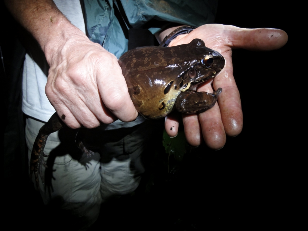 Toad with deformed leg captured in rainforest