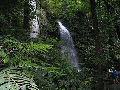 Observing in the rainforest