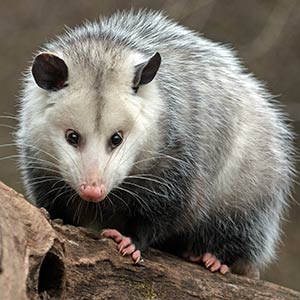 opossum