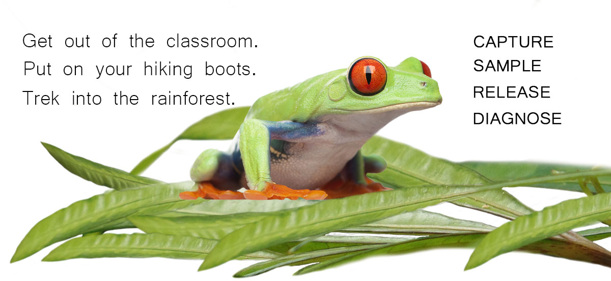 red eyed tree frog