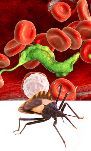 triatomine bug and molecular makeup of chagas disease