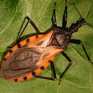 triatomine bug